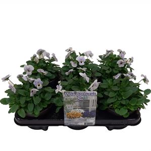 Bild von Viola P12 New Marina